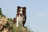 BORDER COLLIE 552